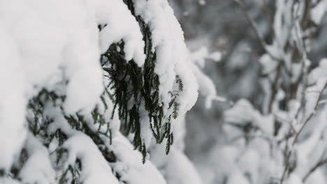 Close-up-of-snow-covered-fir-tree,-slider-dolly-right