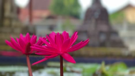 Blooming-red-lotus-flower-and-ancient-monastery-in-background,-static-view