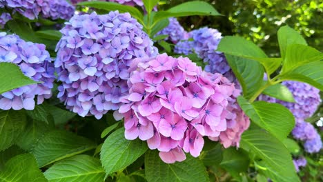 Vibrantes-Hortensias-De-Color-Rosa-Y-Morado-En-Plena-Floración-En-Medio-De-Exuberantes-Hojas-Verdes