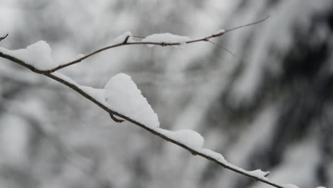 Snowy-icy-tree-branches,-winter,-close-up,-slow-slider-shot