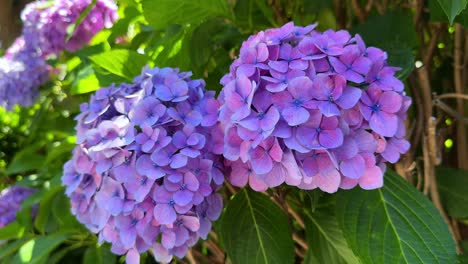 Vibrant-purple-hydrangeas-in-full-bloom-on-a-sunny-day,-close-up