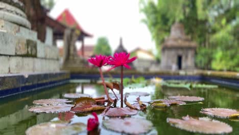 Lotus-flower-and-ancient-Buddhist-monastery,-static-view