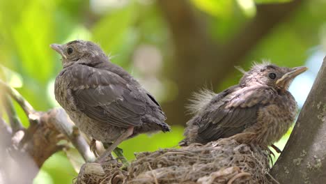 Two-True-thrush-bird-in-nest-feed-babies-chicks