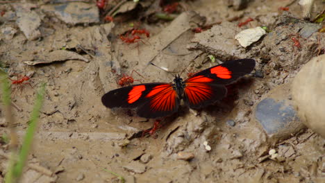 Tropical-rainforest-butterfly-moving-wings-on-mud-in-a-area-with-moving-ants