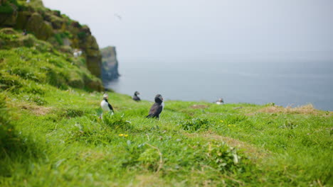 Atlantic-Puffins-near-puffinries-and-burrows,-Lunga-Island,-Scotland