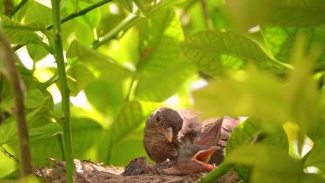 Schwarzer-Vogel-In-Einem-Nest,-Das-Jungvögel-Füttert