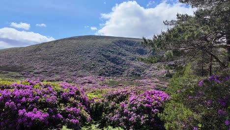 Irland,-Epische-Orte,-Waldrand,-Mit-Rhododendren-Bedeckter-Berghang,-Waterford