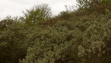 extra-wide-shot-of-vegetation-bushes-growing-on-sand-dunes-at-mud-flats-near-Saltfleet,-Louth,-Lincolnshire