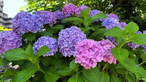 Close-up-of-vibrant-pink-and-purple-hydrangea-flowers-blooming-in-a-lush-garden