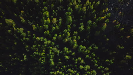 Yellow-Orange-Green-Autumn-Larch-Forest-trails-Saas-Fee-Switzerland-aerial-drone-glacier-Feevispa-river-Swiss-Alpine-Alps-valley-mountain-town-sunny-morning-afternoon-birdseye-view-circle-motion