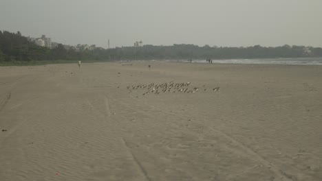 A-flock-of-birds-flies-over-a-sandy-beach-on-a-calm-day