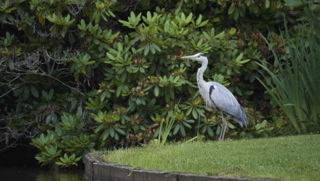 Gray-Heron-Bird-Flying-Over-Pond,-Karlskrona,-Sweden