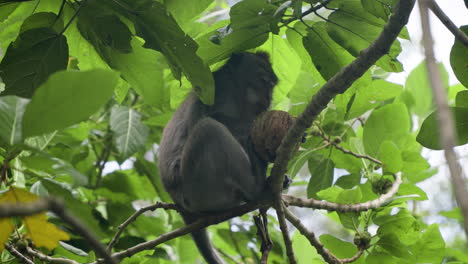 Macaco-De-Cola-Larga-Sentado-En-Lo-Alto-De-Un-árbol,-Comiendo-Coco-En-El-Bosque-De-Monos-De-Ubud