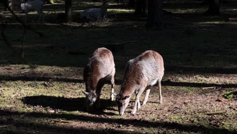 Zwei-Rehe-Grasen-Auf-Einer-Sonnenbeschienenen-Waldlichtung,-Umgeben-Von-Bäumen