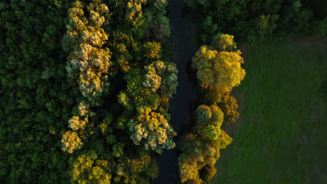 Top-down-drone-shot-over-a-river-in-middle-of-sunlit-forest-in-Skadar-lake,-Montenegro