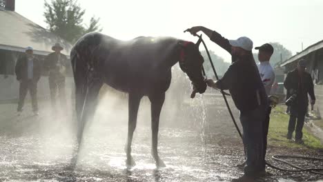 Imágenes-De-Un-Caballo-De-Carreras-Siendo-Lavado-Y-Lavado-Con-Manguera-Después-De-Un-Entrenamiento-Matutino-En-Churchill-Downs,-Mostrando-El-Cuidado-Y-El-Aseo-Después-Del-Ejercicio.