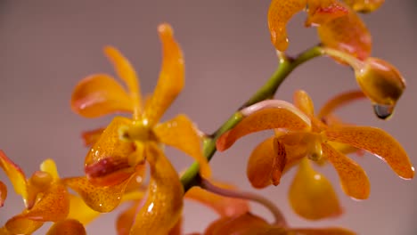 4k-Hermosa-Flor-De-Orquídea-Naranja-Fresca,-Primer-Plano