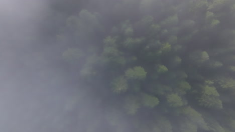 Drone-top-down-static-overview-of-layer-of-fog-passing-above-dense-evergreen-forest