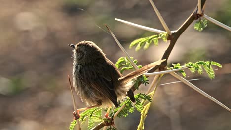 Ein-Süßer-Kleiner-Vogel,-Der-Bei-Sonnenaufgang-Auf-Einem-Akazienzweig-Mit-Dornen-Sitzt