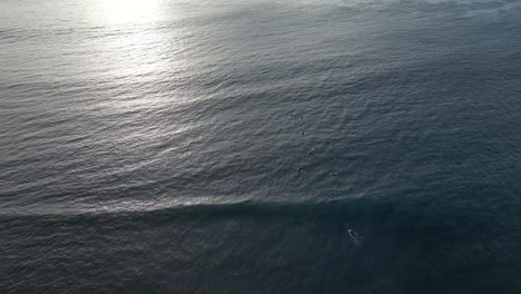 Surfer-Auf-Dem-Wasser-Von-Cactus-Beach-In-Westaustralien