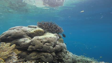 Acropora-Korallen-Stehen-Auf-Einer-Riffstruktur,-Umgeben-Von-Klarem,-Blauem-Wasser