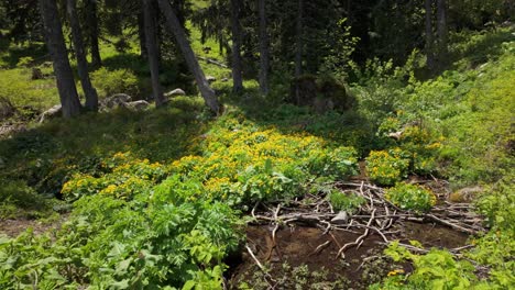 Kleiner-Gebirgsbach,-Der-Aus-Einem-Wald-Kommt,-Mit-Blumen,-Die-Neben-Dem-Wasser-Wachsen,-Und-Stöcken