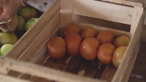 Person-places-harvest-of-organic-tomatoes-for-trade-in-a-wooden-box