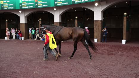 Footage-of-Horse-Number-4-in-the-paddock-at-Churchill-Downs,-undergoing-pre-race-preparation-and-anticipation-before-the-race