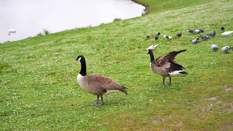 Zwei-Kanadagänse-Und-Tauben-An-Einem-Teich-In-Wales