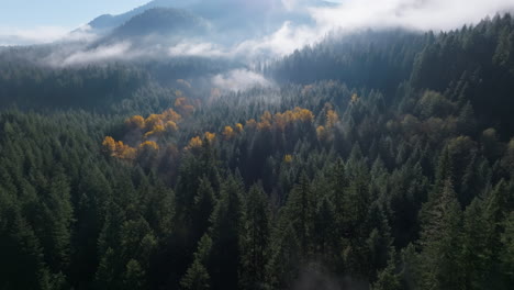 Luftaufnahme-Eines-Dollys-über-Einem-Immergrünen-Wald-Mit-Leuchtend-Gelben-Herbstbäumen-Und-Mystischem-Nebel