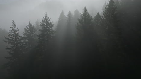 Backlit-evergreen-tree-silhouettes-create-shadows-and-beam-rays-of-light-in-dense-fog,-aerial