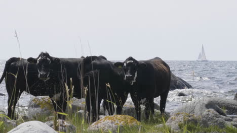 Herd-of-Black-Cows-At-Coastal-Sea-Pasture-with-Sailing-Boat-Background