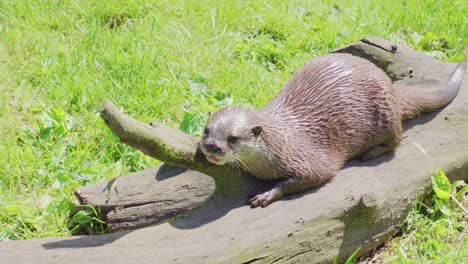 Group-of-young-playful-otters