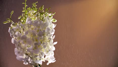 4k-Flor-De-Orquídea-Blanca-Fresca,-Primer-Plano