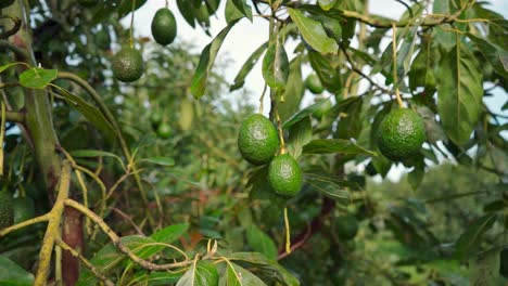 Avocado-Wird-In-Zeitlupe-Von-Einem-Baum-Geschnitten