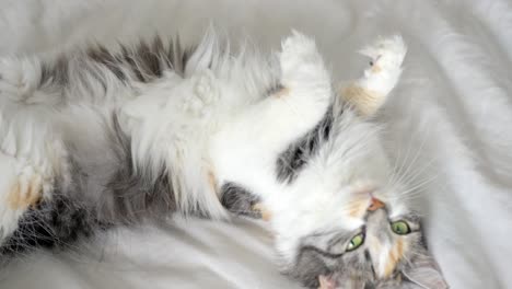 Cute-fluffy-cat-rolling-on-cozy-bed,-close-up-view