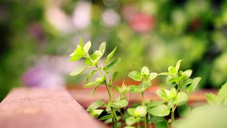 Oregano-plant-moves-in-the-wind