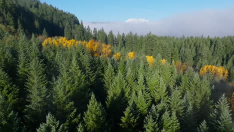 Aerial-orbit-up-along-morning-light-on-evergreen-tree-canopy-to-bright-yellow-autumn-greenery