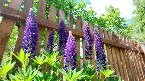 El-Altramuz-Azul-Florece-En-El-Jardín-Al-Lado-De-La-Casa.