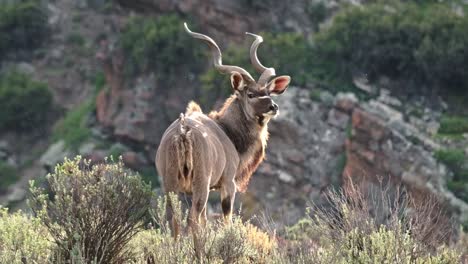 Un-Gran-Kudu-Macho-Con-Impresionantes-Cuernos-En-Espiral-En-Una-Reserva-Natural-En-Sudáfrica