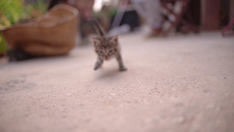 Lindos-Gatos-Pequeños-Tiran-Basura-En-La-Canasta-Aprendiendo-A-Caminar-Al-Aire-Libre