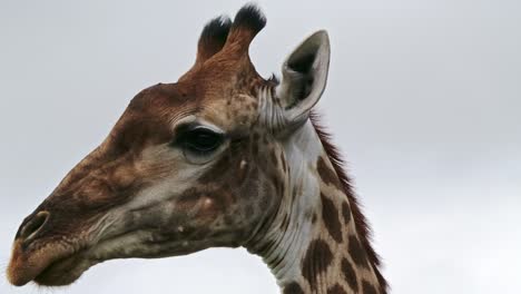 Close-up-of-a-beautiful-female-Southern-giraffe-with-long-eye-lashes-and-a-distinctive-'follow-me'-patch-behind-the-ears