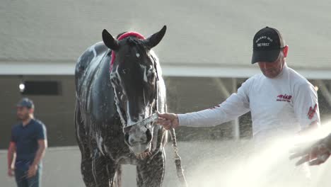 Capture-El-Momento-Divertido-De-Un-Caballo-De-Carreras-Que-Estornuda-Inesperadamente-Mientras-Lo-Bañan,-Añadiendo-Humor-A-La-Rutina-De-Aseo.