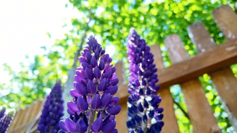 Close-up,-slow-motion-video-of-sunny-blooming-purple-lupine-flowers