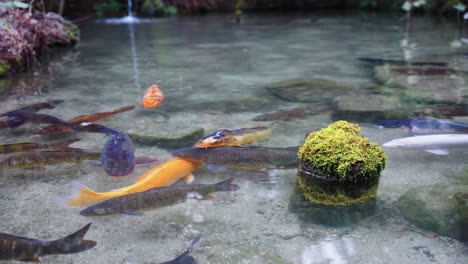 Japanischer-Koi-Punkt,-Zeitlupenszene,-Während-Fische-Im-Klaren-Wasser-Schwimmen