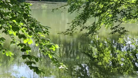 Primer-Plano-Estático-Del-Agua-Del-Lago-Con-Pequeñas-Ondulaciones-Y-árboles-Colgando