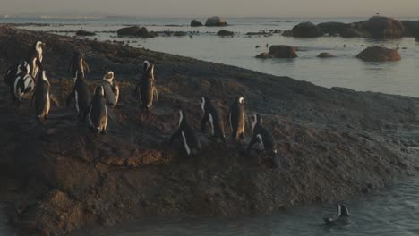 Pingüinos-Contoneándose-En-La-Playa