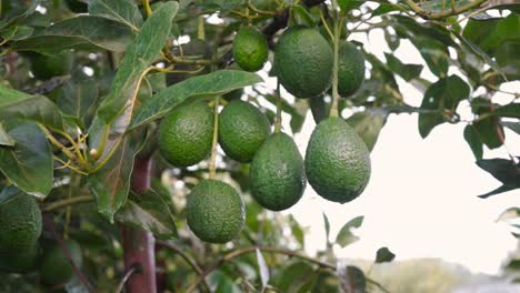 SLOW-MOTION-SHOT-OF-AVOCADOS-ON-A-TREE