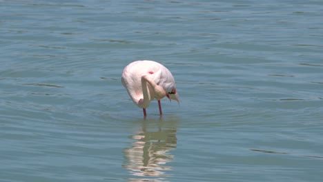 Pájaros-Flamencos-En-Un-Entorno-Natural-En-Un-Lago-Salado-En-El-Sur-De-España,-Alimentándose