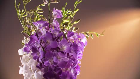 Hermosa-Flor-De-Orquídea-Morada-Y-Blanca,-De-Cerca